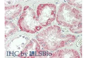IHC-P analysis of Human Kidney Tissue, with HE staining. (IFNB1 anticorps  (AA 22-187))