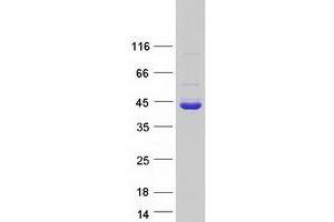 Validation with Western Blot (DDAH1 Protein (Transcript Variant 1) (Myc-DYKDDDDK Tag))