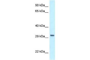 WB Suggested Anti-PEX19 Antibody Titration: 1.