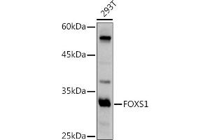 Western blot analysis of extracts of 293T cells, using FOXS1 antibody (ABIN7267251) at 1:500 dilution. (FOXS1 anticorps  (AA 121-330))