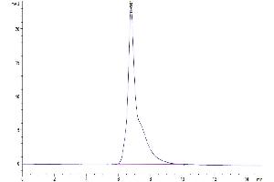 The purity of Cynomolgus CD3E is greater than 95 % as determined by SEC-HPLC.