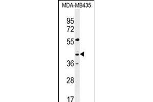 GPR45 Antibody (Center) (ABIN6243207 and ABIN6577327) western blot analysis in MDA-M cell line lysates (35 μg/lane). (GPR45 anticorps  (AA 121-149))
