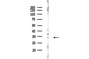 Western blot analysis of lysates from Mouse lung, using E2 Antibody at 1/1000 dilution.