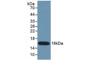 Western Blot; Sample: Recombinant IFNg, Mouse.