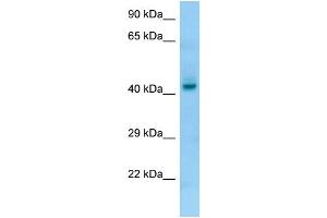 WB Suggested Anti-PGA4 Antibody Titration: 1. (PGA4 anticorps  (C-Term))