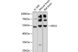 Western blot analysis of extracts of various cell lines, using DRD2 antibody (ABIN6129503, ABIN6139821, ABIN6139822 and ABIN6216745) at 1:3000 dilution. (Dopamine d2 Receptor anticorps  (AA 214-373))
