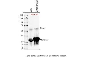Sample Type: Purified Recombinant CLIC-1 proteinPrimary Dilution: 1:1000 (CLIC1 anticorps  (C-Term))
