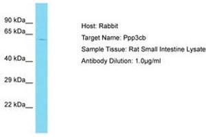 Image no. 1 for anti-Protein Phosphatase 3, Catalytic Subunit, beta Isozyme (PPP3CB) (AA 236-285) antibody (ABIN6750386)