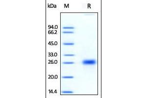 Human OX40 Ligand, His Tag (HPLC-verified) on SDS-PAGE under reducing (R) condition. (TNFSF4 Protein (AA 51-183) (His tag))