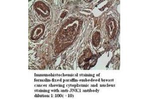 Image no. 2 for anti-Mitogen-Activated Protein Kinase 8 (MAPK8) antibody (ABIN790900) (JNK anticorps)