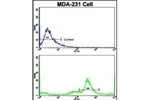 Flow cytometric analysis of MDA-231 cells using C5 Antibody (N-term)(bottom histogram) compared to a negative control cell (top histogram). (C5 anticorps  (N-Term))