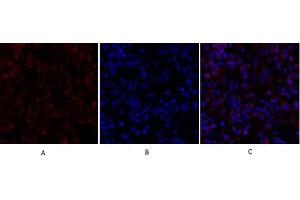 Immunofluorescence analysis of rat lung tissue. (SMAD4 anticorps  (AA 40-120))