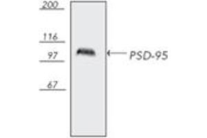 Western blot analysis of bovine brain tissue extract, probed with PSD-95, mAb (7E3-1B8). (DLG4 anticorps)