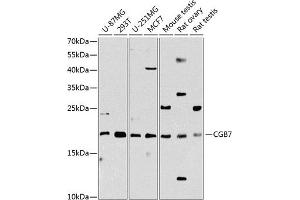 Western blot analysis of extracts of various cell lines, using CGB7 Antibody (ABIN6129264, ABIN6138475, ABIN6138477 and ABIN6216298) at 1:1000 dilution. (CGB7 anticorps  (AA 21-165))
