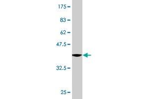 Western Blot detection against Immunogen (36.