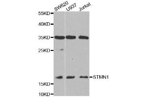 Western blot analysis of extracts of various cell lines, using STMN1 antibody. (Stathmin 1 anticorps)