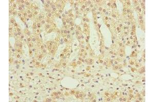 Immunohistochemistry of paraffin-embedded human adrenal gland tissue using ABIN7160967 at dilution of 1:100 (NDUFS6 anticorps  (AA 29-124))