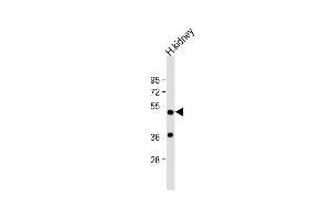 Anti-DDC Antibody (N-term) at 1:1000 dilution + human kidney lysate Lysates/proteins at 20 μg per lane.