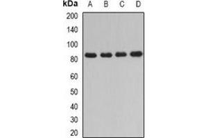 Western blot analysis of DPP3 expression in HT29 (A), Jurkat (B), mouse thymus (C), rat liver (D) whole cell lysates. (DPP3 anticorps)