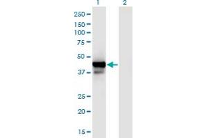 Western Blot analysis of PPID expression in transfected 293T cell line by PPID monoclonal antibody (M01), clone 4C7. (PPID anticorps  (AA 1-370))