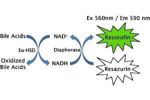 Total Bile Acid Assay Principle. (Total Bile Acid Assay Kit (Fluorometric))