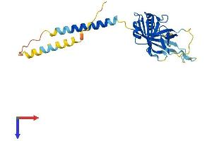 AlphaFold protein structure predicition of Mouse Recombinant Itm2a Protein, UniprotID Q61500