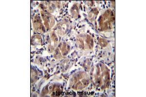 DULLARD Antibdy (Center) (ABIN656732 and ABIN2845956) immunohistochemistry analysis in formalin fixed and paraffin embedded human stomach tissue followed by peroxidase conjugation of the secondary antibody and DAB staining.