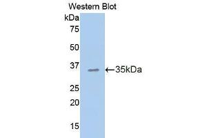 Western blot analysis of recombinant Human CDHE, using CDHE Antibody.