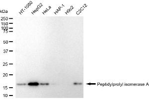 Western blotting analysis using Peptidylprolyl isomerase A antibody (ABIN7799766).