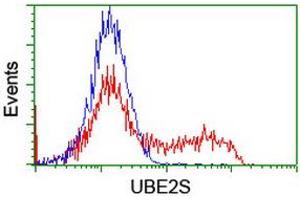 Image no. 2 for anti-Ubiquitin-Conjugating Enzyme E2S (UBE2S) antibody (ABIN1501645) (UBE2S anticorps)