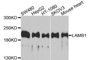 Western blot analysis of extracts of various cell lines, using LAMB1 antibody. (Laminin beta 1 anticorps  (AA 1467-1786))