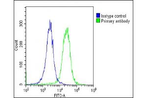 Overlay histogram showing HeLa cells stained with (ABIN6243826 and ABIN6578813)(green line). (PSMD3 anticorps  (AA 482-515))