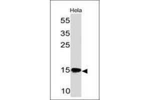 Western Blot of HeLa cell lysate using SUMO-2/3 Mouse Monoclonal Antibody (SM23/496) (SUMO2 anticorps)