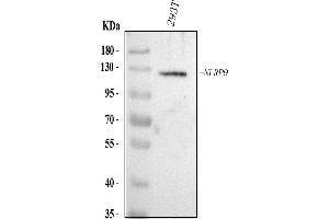 Western blot analysis of NLRP9 using anti-NLRP9 antibody (ABIN7599799).