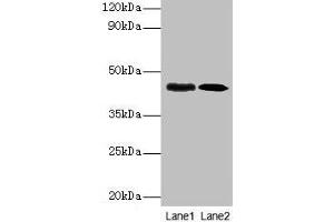 anti-LapB (AA 17-389) antibody
