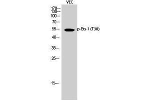 Western Blotting (WB) image for anti-V-Ets erythroblastosis Virus E26 Oncogene Homolog 1 (Avian) (ETS1) (pThr38) antibody (ABIN3182755)