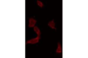 ABIN6269267 staining COS7 by IF/ICC.