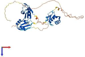 AlphaFold protein structure predicition of Mouse Recombinant Tial1 Protein, UniprotID P70318