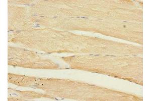 Immunohistochemistry of paraffin-embedded human skeletal muscle tissue using ABIN7155580 at dilution of 1:100