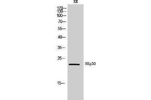 Western Blotting (WB) image for anti-Natural Cytotoxicity Triggering Receptor 3 (NCR3) (Internal Region) antibody (ABIN6285390)