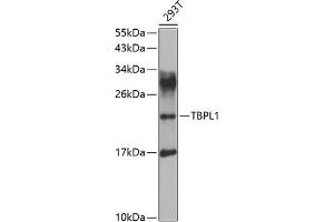 Western blot analysis of extracts of 293T cells, using TBPL1 antibody (ABIN6130728, ABIN6148899, ABIN6148900 and ABIN6223483) at 1:1000 dilution.
