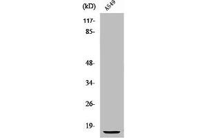 Western Blot analysis of A549 cells using S-100 α Polyclonal Antibody (S1A1 (N-Term) anticorps)