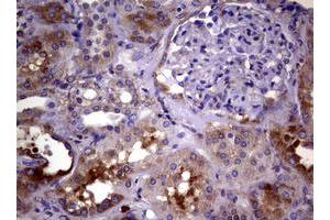 Image no. 7 for anti-Wingless-Type MMTV Integration Site Family, Member 3 (WNT3) (AA 128-355) antibody (ABIN1490901)