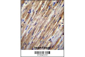 F2RL2 Antibody immunohistochemistry analysis in formalin fixed and paraffin embedded human heart tissue followed by peroxidase conjugation of the secondary antibody and DAB staining. (F2RL2 anticorps  (N-Term))