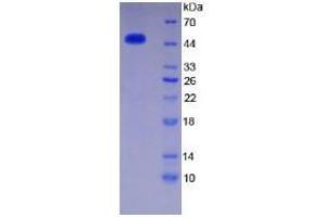 SDS-PAGE analysis of Human Thrombin Protein. (SERPINC1 Protéine)