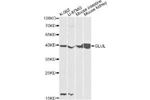 Western blot analysis of extracts of various cell lines, using GLUL antibody.