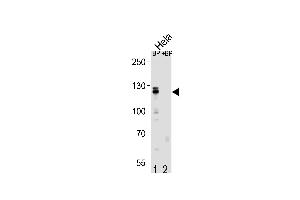 Western blot analysis of CUL4B Antibody (Center) Pab (ABIN1881241 and ABIN2839068) pre-incubated without(lane 1) and with(lane 2) blocking peptide in Hela cell line lysate.