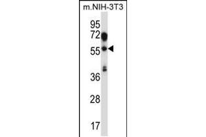 Western blot analysis in mouse NIH-3T3 cell line lysates (35ug/lane). (TEAD2 anticorps  (AA 267-295))