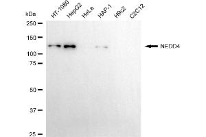 Western blotting analysis using NEDD4 antibody (ABIN7799573).