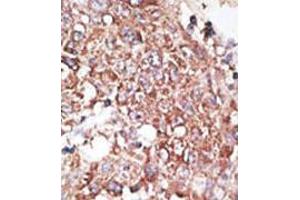 Image no. 2 for anti-Lymphatic Vessel Endothelial Hyaluronan Receptor 1 (LYVE1) (AA 250-279), (C-Term) antibody (ABIN357392)